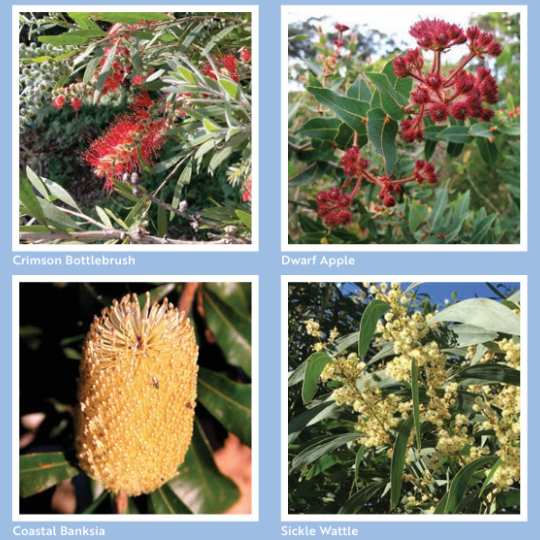 Callan Park Bushcare 540px